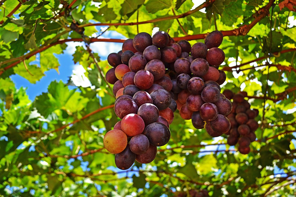 Facape realiza palestra gratuita sobre impactos de mudanças globais nos negócios do Vale do São Francisco