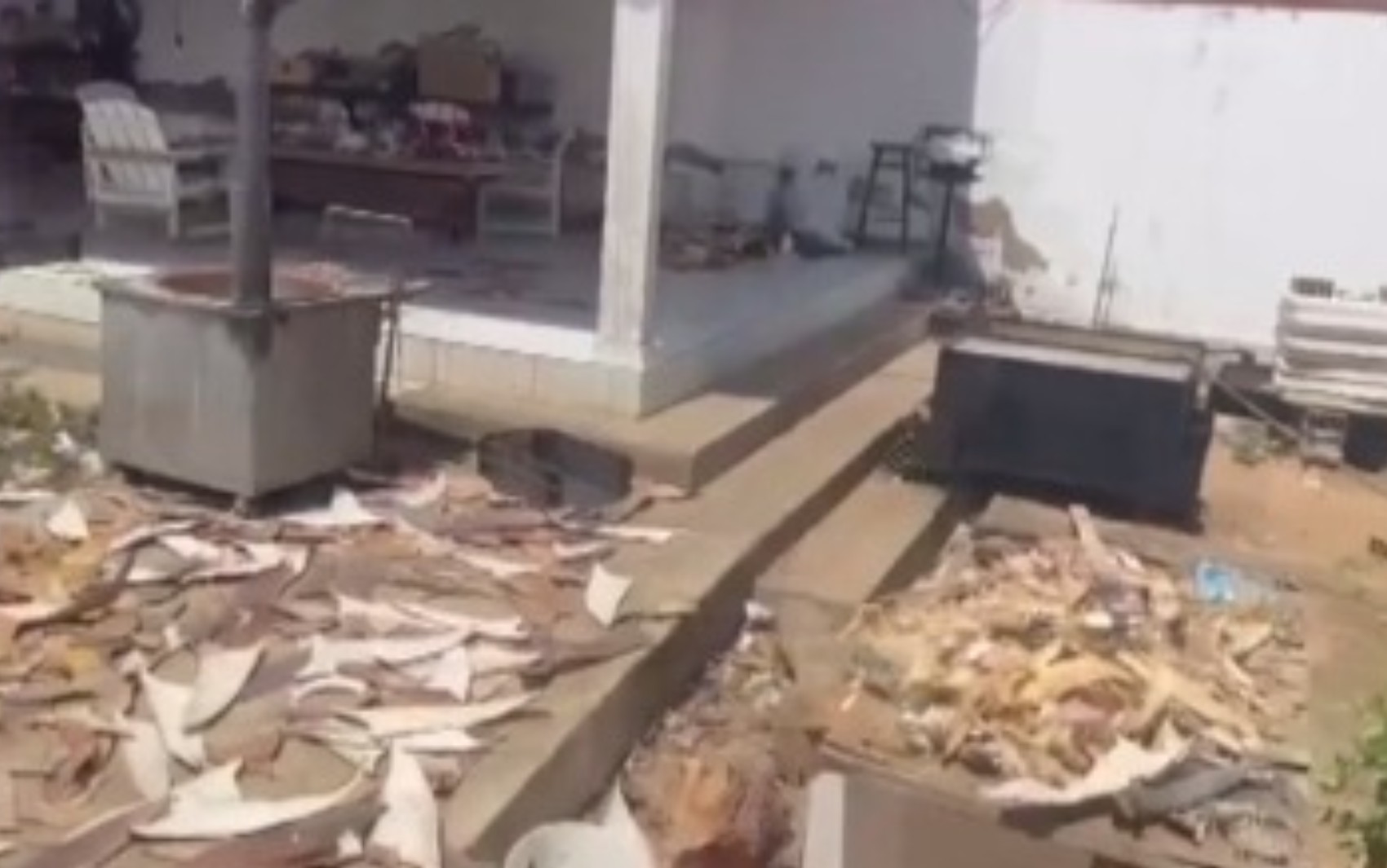 Mais de 1,5 tonelada de barbatanas de tubarão são apreendidas em operação no norte da Bahia