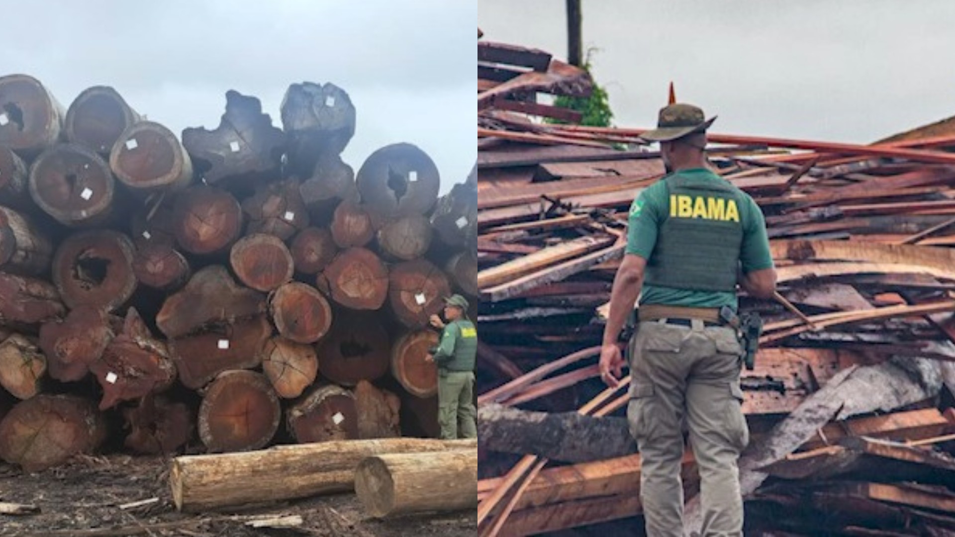 Operação do ICMBio e Ibama aplica mais de R$ 110 milhões em multas a serrarias no Pará