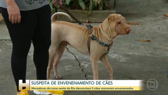 Polícia do Rio investiga a suspeita de envenenamento de cães na zona oeste da capital - Programa: Jornal Hoje 