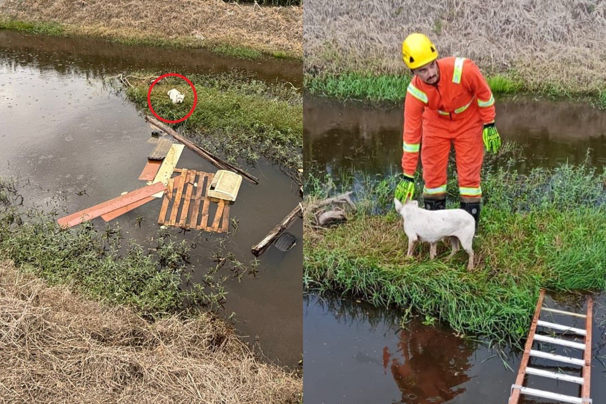 Pitbull passa dois dias ilhada em área alagada em SC, e vídeo mostra reação de cadela após resgate; ASSISTA 