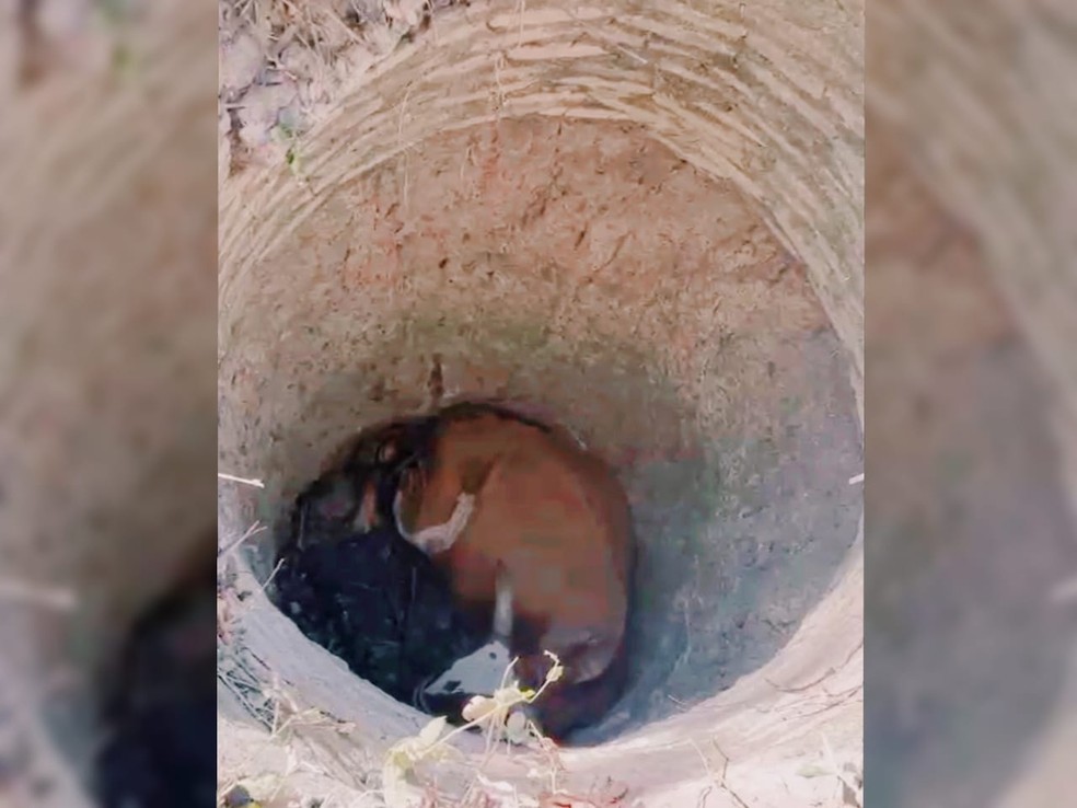 Vaca de cerca de 700 kg ficou dois dias presa em poço de aproximadamente 4 metros de profundidade. — Foto: Corpo de Bombeiros/ Divulgação