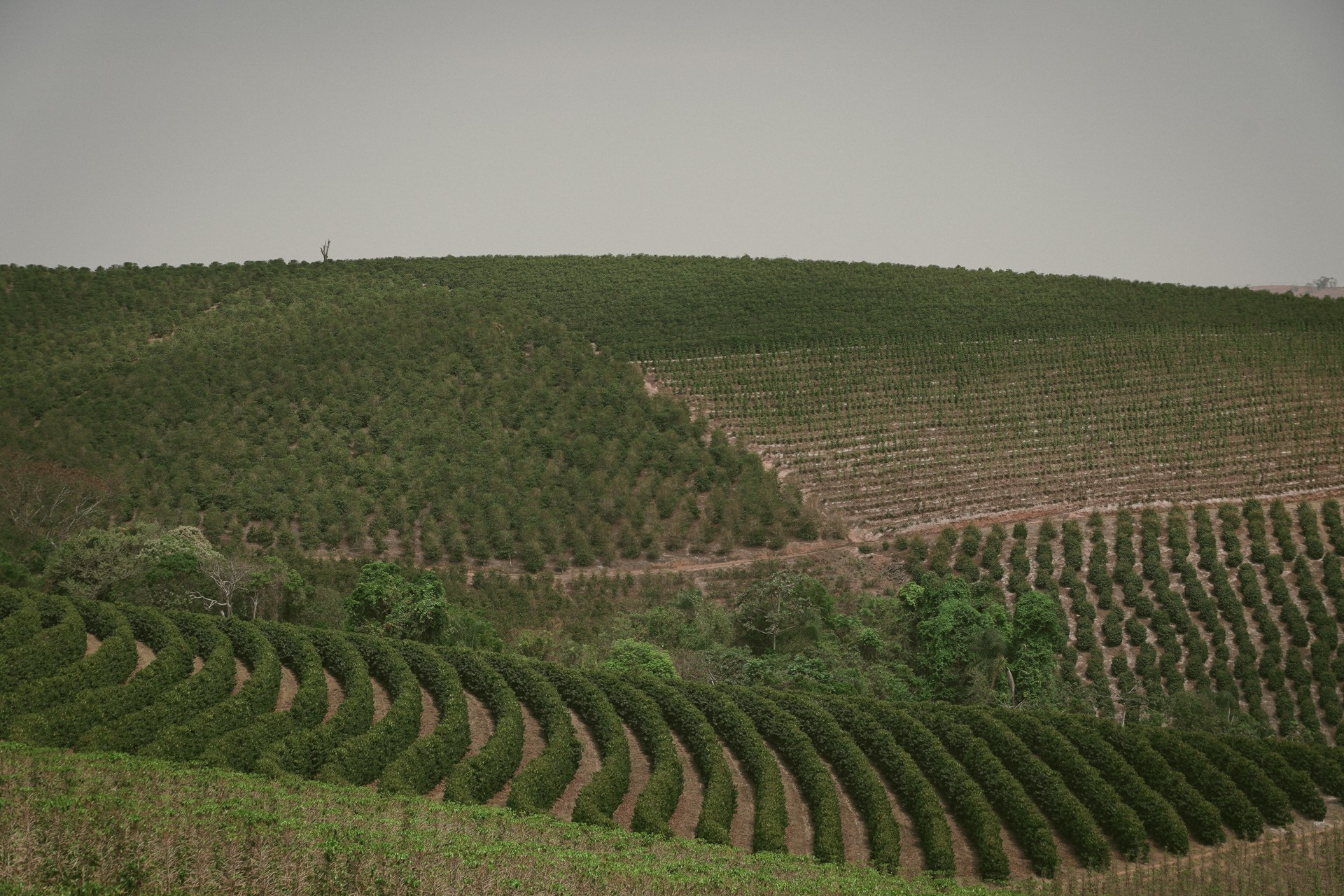 Cafezinho em risco: como sombra de árvores ajuda planta a lidar com o planeta mais quente