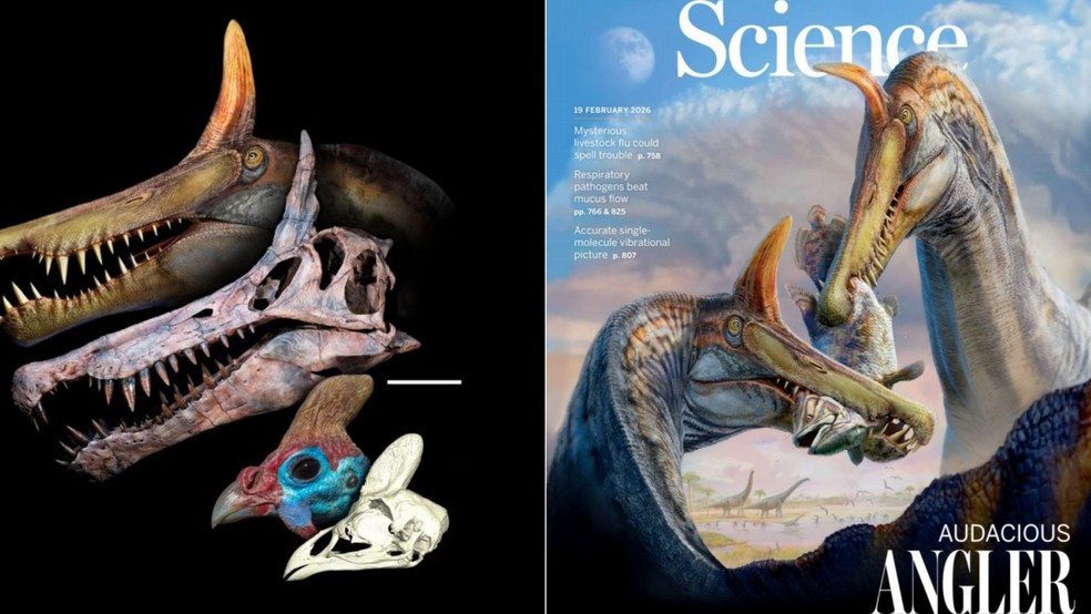 (&agrave; esquerda) Ilustra&ccedil;&atilde;o do Spinosaurus mirabilis, destacando a crista curva no topo da cabe&ccedil;a, ao lado da compara&ccedil;&atilde;o com uma galinha‑d&rsquo;angola / (&agrave; direita, capa da Revista Science destaca a descoberta de uma nova esp&eacute;cie de dinossauro &mdash; Foto: Dani Navarro e Science
