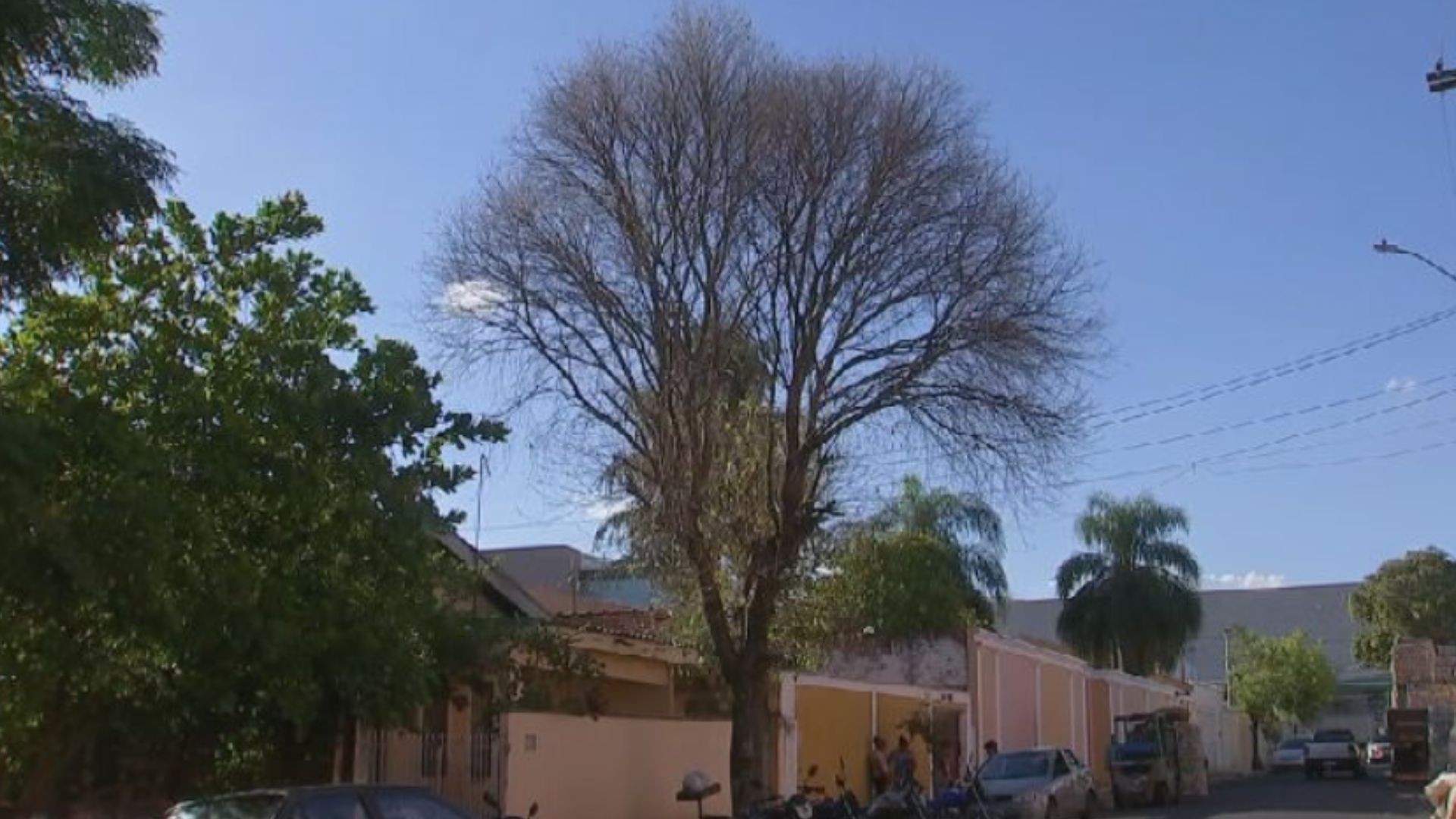 Secretaria de Meio Ambiente denuncia possível envenenamento de árvores em dois bairros de Araçatuba 