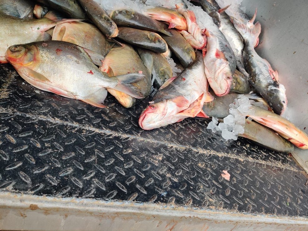 PRF apreende mais de 4 toneladas de peixes impróprios para consumo no MA — Foto: Divulgação/PRF-MA