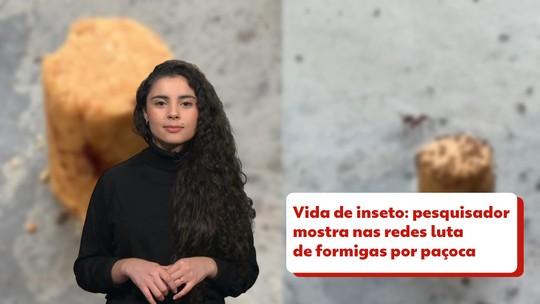 Nova espécie de lagarta carnívora surpreende por 'colecionar ossos' e se camuflar com os restos de presas - Lagartas predadoras são extremamente raras. Cientistas encontraram apenas 62 lagartas carnívoras em mais de 20 anos de observação.