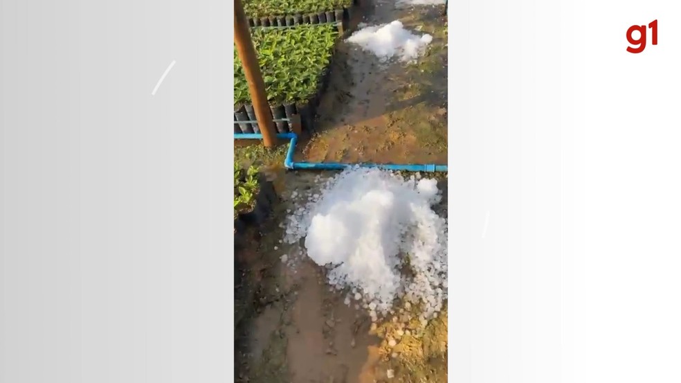 Chuva de granizo atinge Manhuaçu e cidades da Zona da Mata e afeta viveiros de café — Foto: Redes sociais