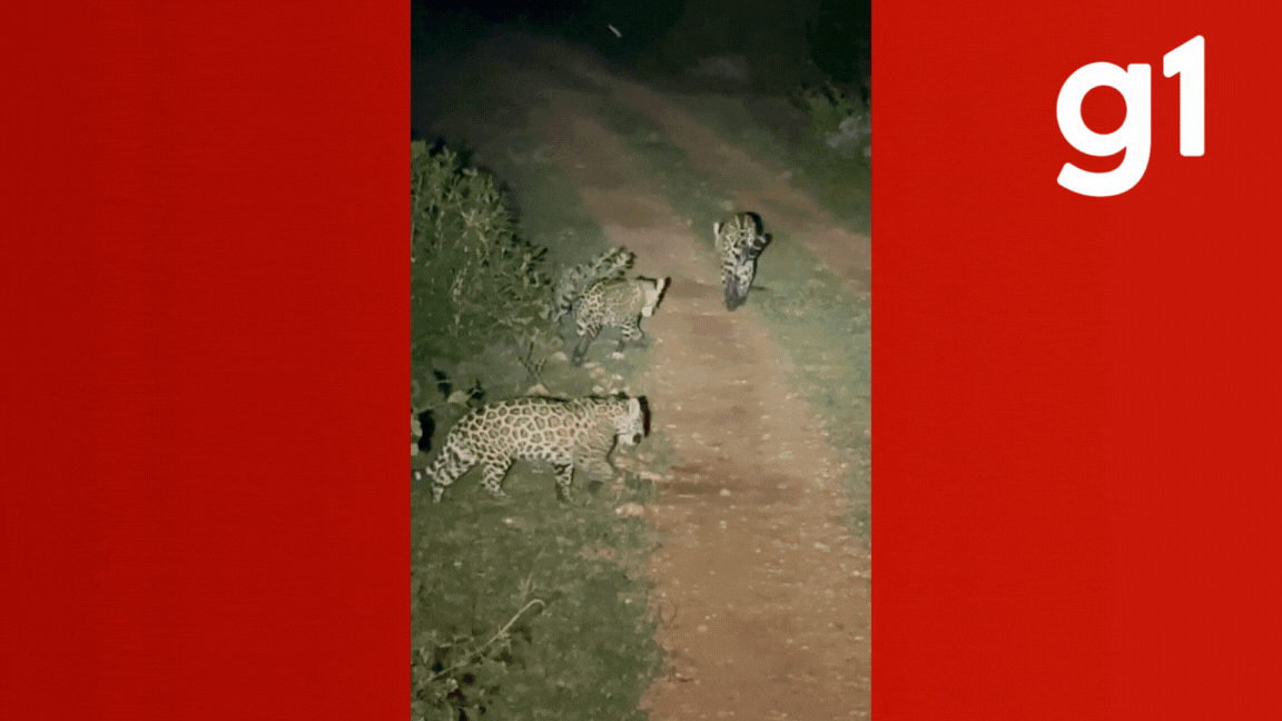 'Mãe do Pantanal': biólogo registra onça-pintada e filhotes caminhando em MT; 'cena rara' 