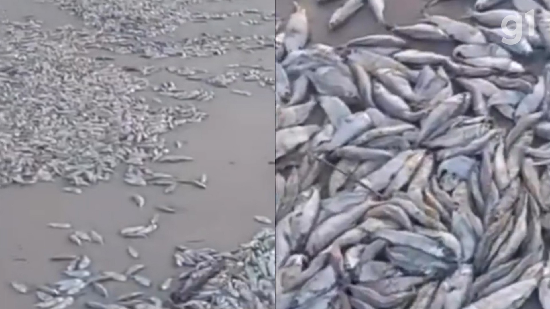 VÍDEO: Milhares de peixes mortos aparecem em praia de Cedral, na Baixada Maranhense