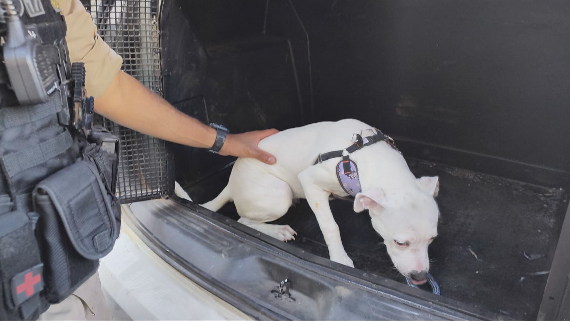 Mulher é presa após deixar cachorro por cerca de 24 horas dentro de carro em MG; VÍDEO
