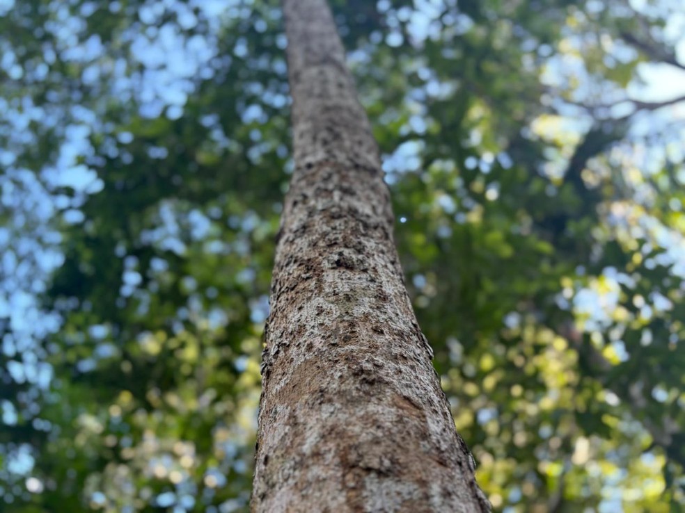 1 de 1
tronco de &aacute;rvore castanheira do par&aacute;, amap&aacute;, amaz&ocirc;nia, floresta &mdash; Foto: Isadora Pereira/g1