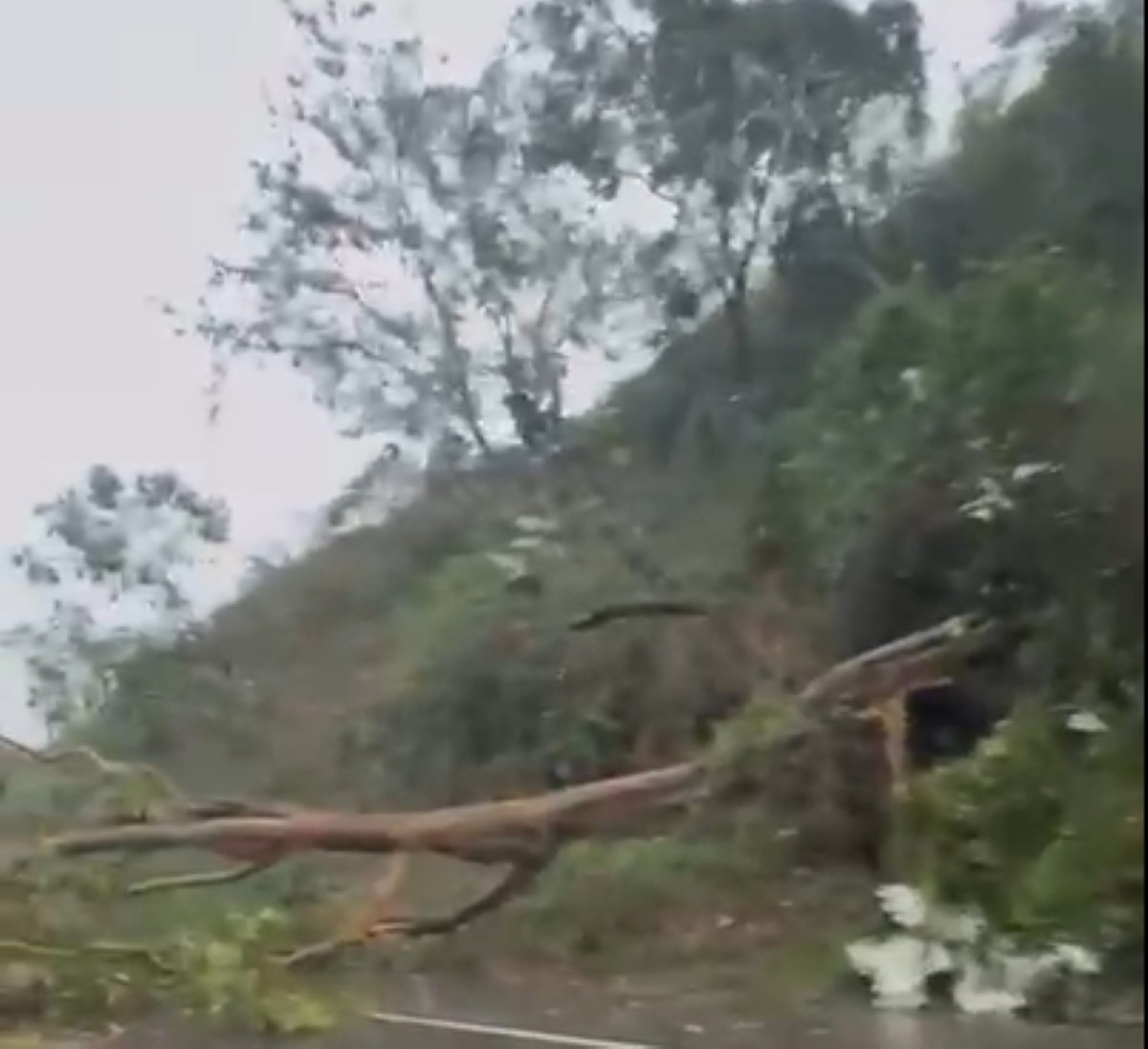 Queda de árvore interdita parcialmente pista da Via Dutra em Barra Mansa