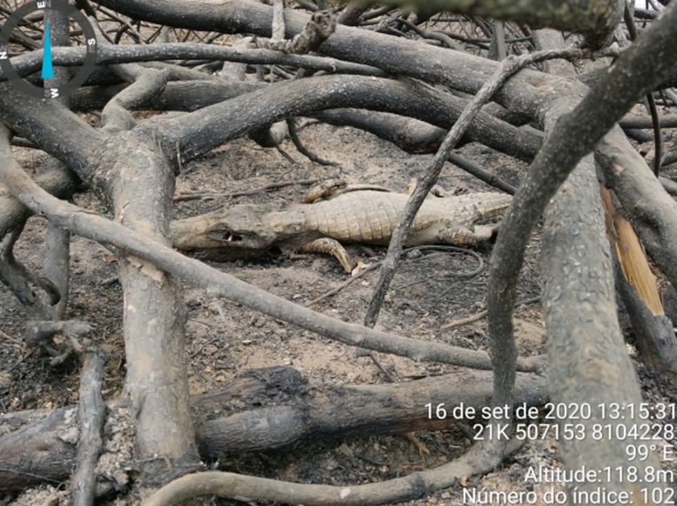 Jacaré morreu após tentar se esconder na raiz de uma árvore no Pantanal ​ — Foto: ICMBio