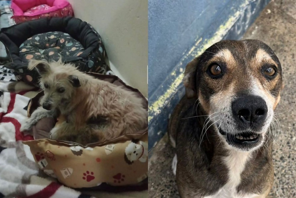 4 de 9
Animais dispon&iacute;veis para ado&ccedil;&atilde;o na Uipa, em Itapetininga (SP) &mdash; Foto: Uipa/Divulga&ccedil;&atilde;o