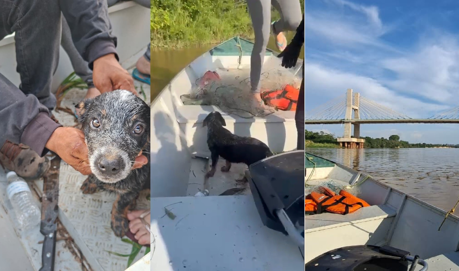 Filhote de cachorro é resgatado em rio após ser jogado de ponte no Pará; VÍDEO 