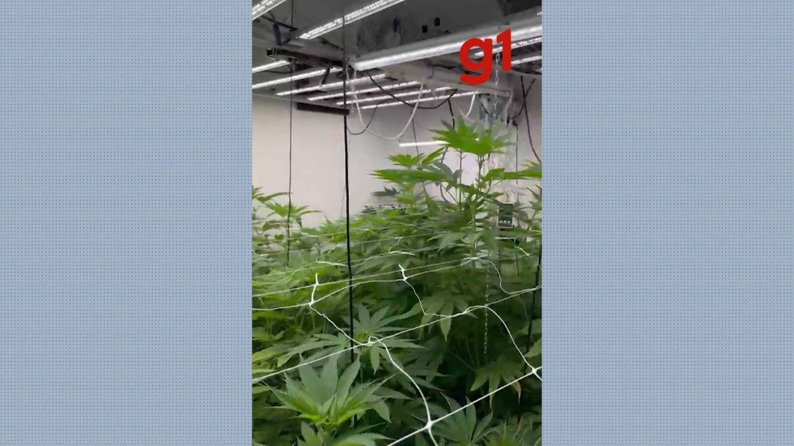 Casa de alto padrão escondia laboratório de produção de maconha, em Atibaia