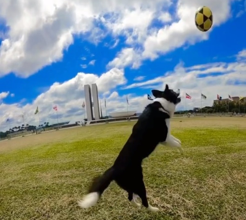 G1 > Brasil - NOTÍCIAS - Conheça o esporte que une cão e dono