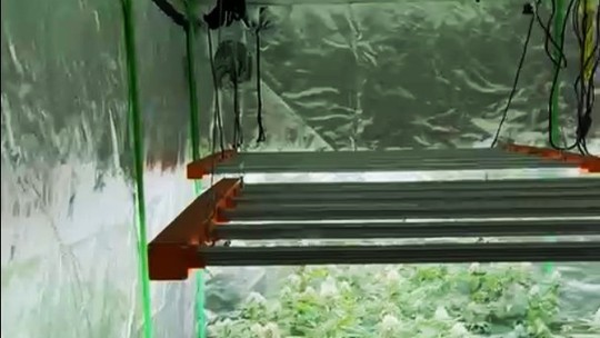 Estufa com mais de 160 pés de maconha é descoberta por PMs no Jardim das Palmeiras, em Uberlândia