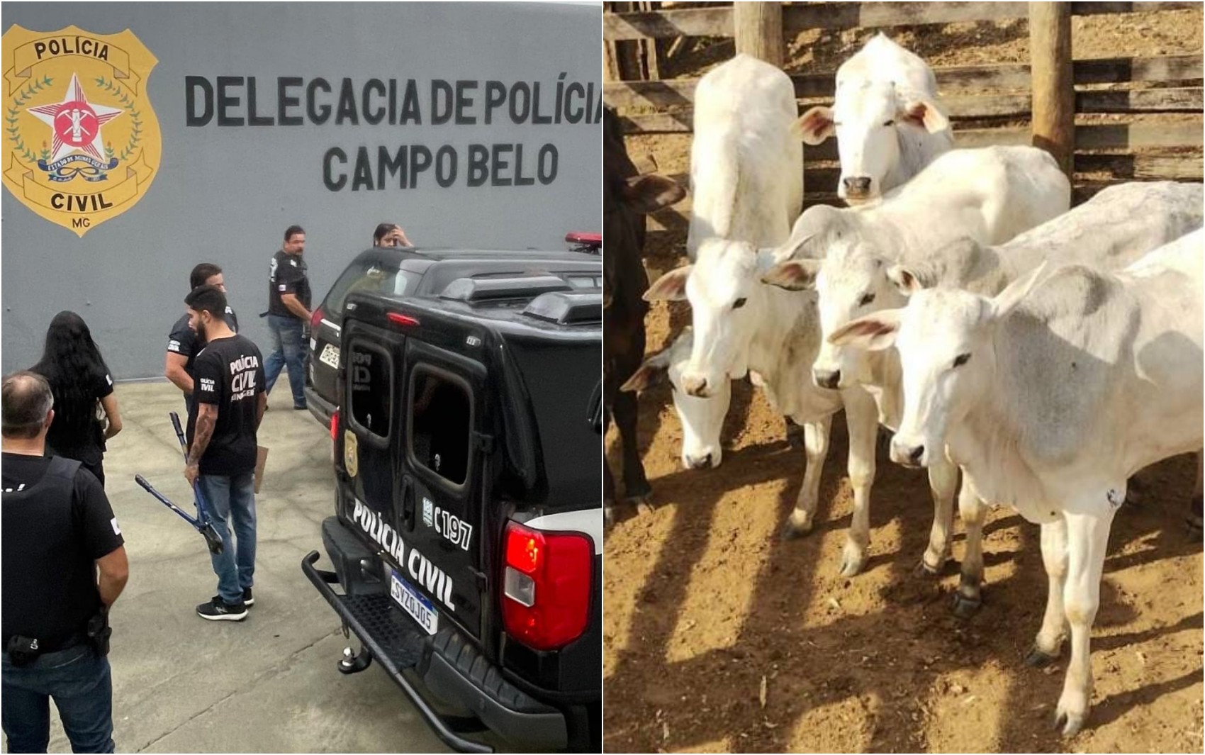 Três homens são presos durante operação contra furto de gado na região de Campo Belo, MG