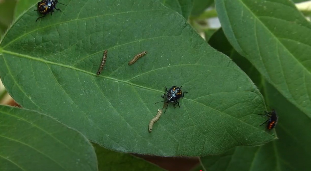 Lagartas e percevejos na folha de soja fazem parte do dia a dia do campo. No MIP, o produtor observa e analisa o nível de infestação antes de aplicar defensivos — Foto: Embrapa Soja