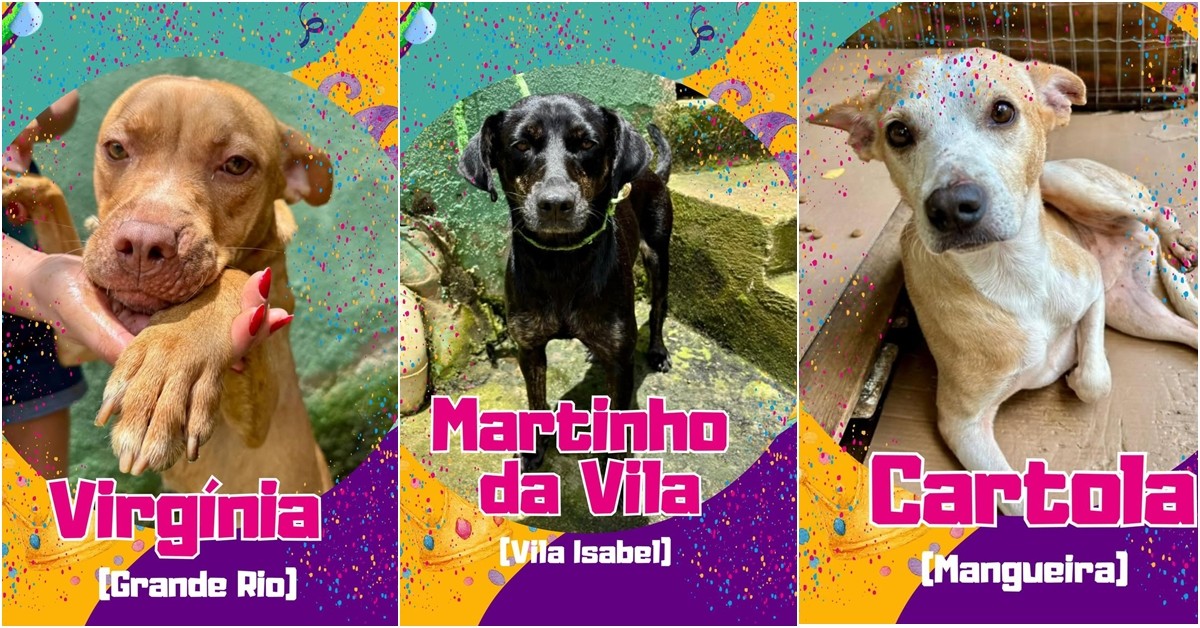 Virgínia, Cartola e Martinho da Vila: Canil batiza animais com nomes de estrelas do Carnaval para campanha de adoção em MG