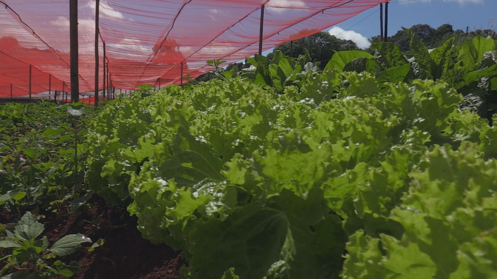 Agricultores do PR investem em coberturas para proteger hortaliças de variações climáticas