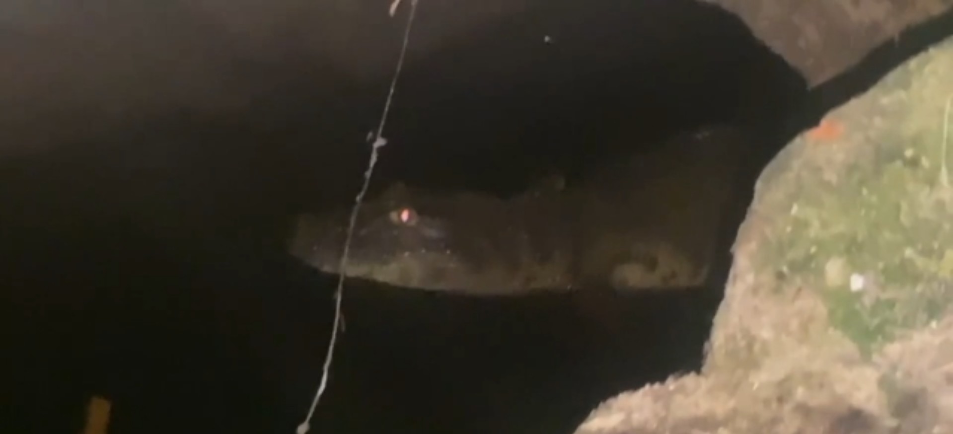 Jacaré é visto em galeria de esgoto em Maceió; VÍDEO