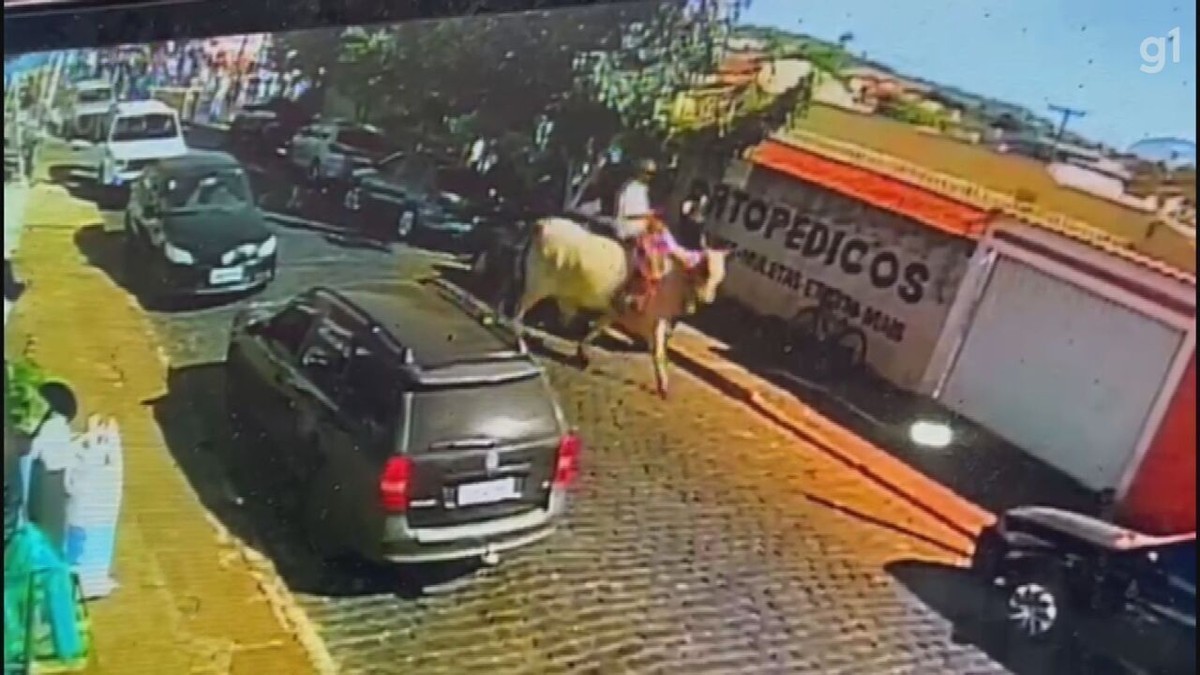 Ox n’a attaqué une foule que lors de fêtes d’anniversaire à Igarapava, SP, parce qu’il avait peur d’un chien, dit un résident |  Ribeirao Preto et Franca