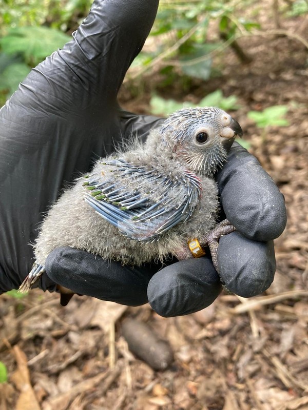 Nascimento de 28 filhotes marca avanço da reintrodução do periquito cara-suja no Parque Nacional de Ubajara — Foto: Fábio Nunes