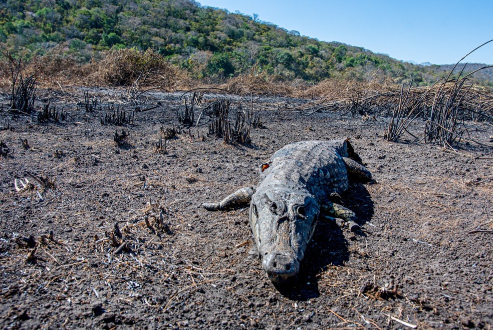 Fogo destrói áreas que antes eram alagadas, no Pantanal. — Foto: Gustavo Figueirôa/Arquivo Pessoal