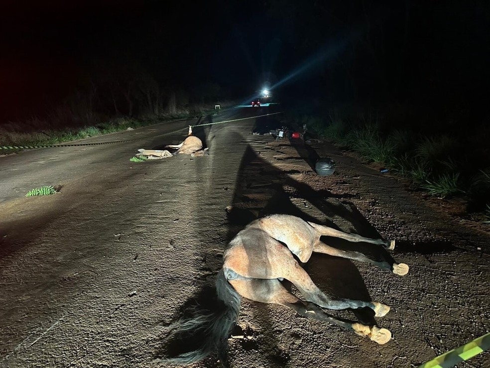 Acidente em estrada da Argentina mata 10 cavalos