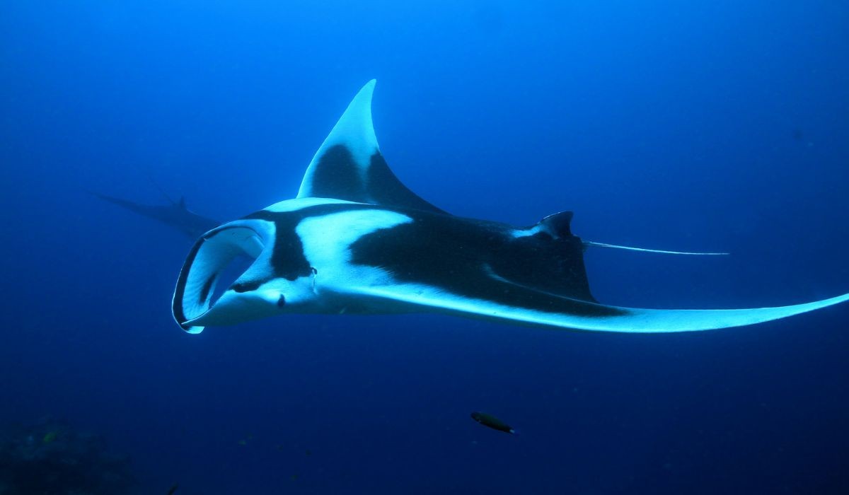 Segredo da 'zona da meia-noite': por que raias gigantes descem a 1 mil metros antes de viajar?