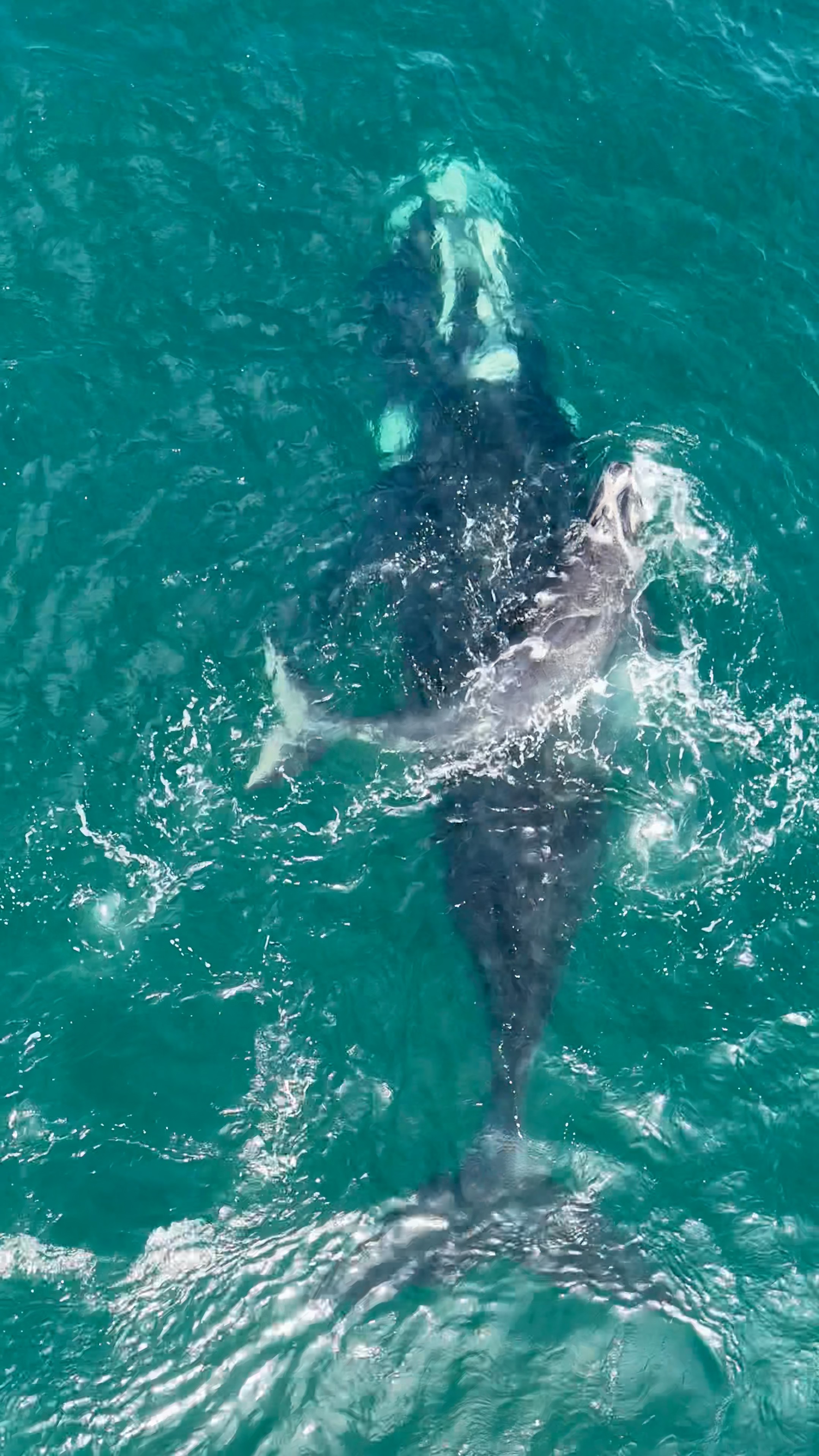VÍDEO: baleia franca e filhote 'dançam' em flagra de fotógrafo no Arpoador