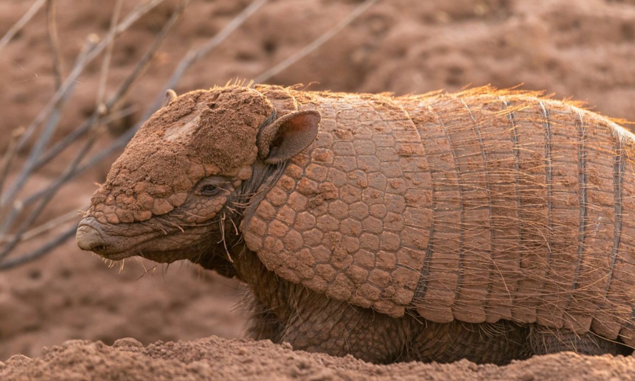 Vídeo: bando de tatus é flagrado 'correndo' e cavando o solo no Pantanal