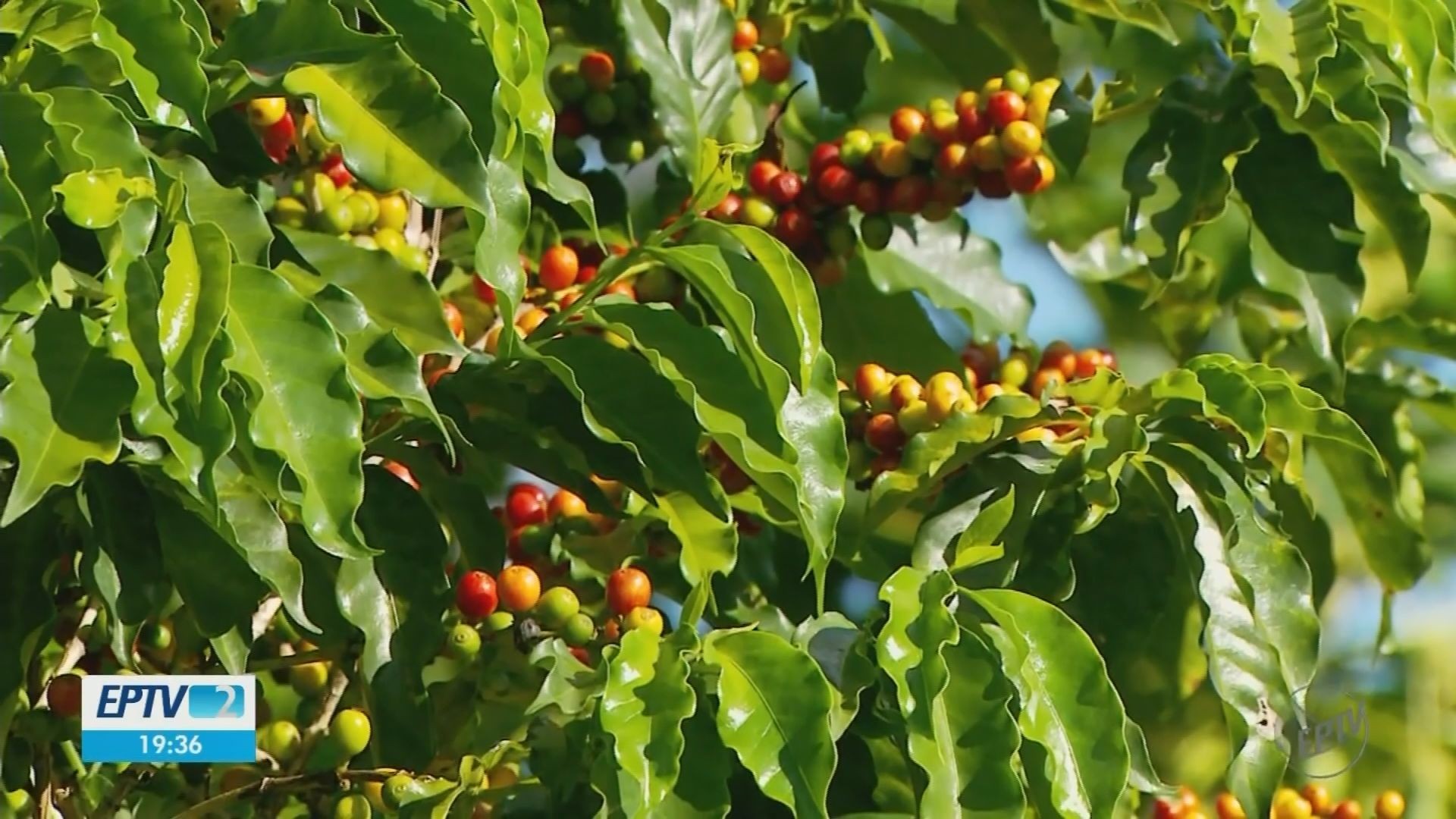 VÍDEOS: EPTV 2 Sul de Minas de segunda-feira, 25 de março 