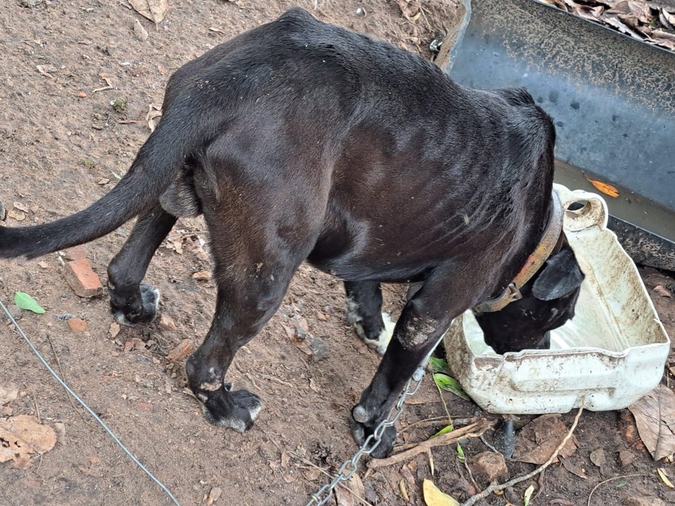 Homem ganha cão, se arrepende de pegá-lo e é multado em R$ 3 mil por maus-tratos ao animal, em Presidente Prudente (SP) — Foto: Polícia Militar Ambiental