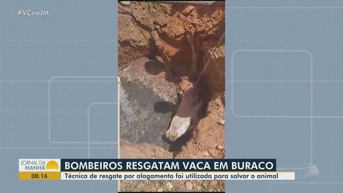 Video Vaca Cai Em Buraco De Sete Metros De Profundidade E é Resgatada Por Bombeiros No Interior 