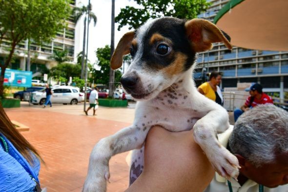 Feira de adoção de cães será realizada na sexta-feira, em Salvador