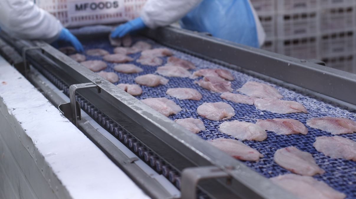Exportador de tilápia vê com cautela ajuda do governo a 'tarifaço': 'Dinheiro que você vai ter que devolver e pagar juros'