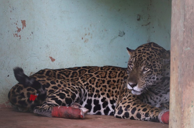 Morre onça-pintada resgatada com queimaduras nas patas e pulmão comprometido das queimadas no Pantanal 