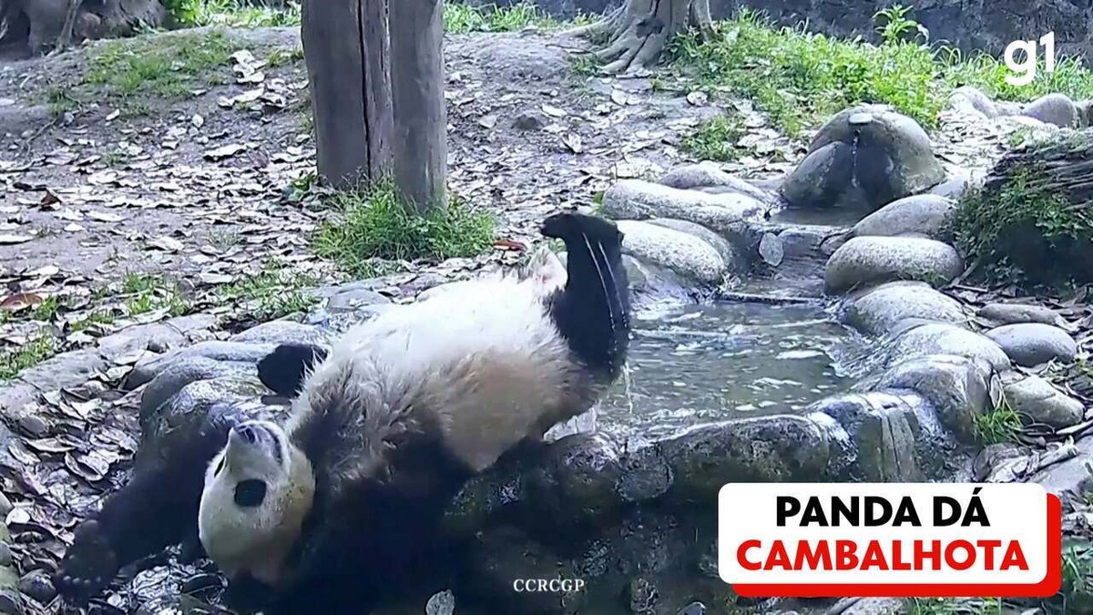 CANAL PANDA - Relembre um canal que você nunca viu! Ou viu, se for