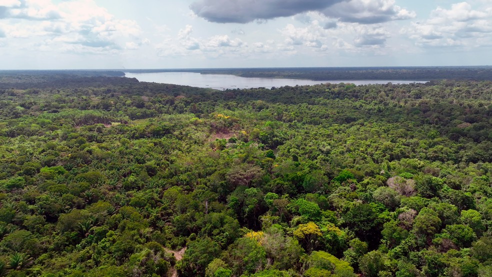 Vista da floresta amazônica e de trecho do rio Pacajá, na zona rural de Portel (PA), onde estão localizados assentamentos estaduais alvos de projetos de crédito de carbono — Foto: Giaccomo Voccio/g1