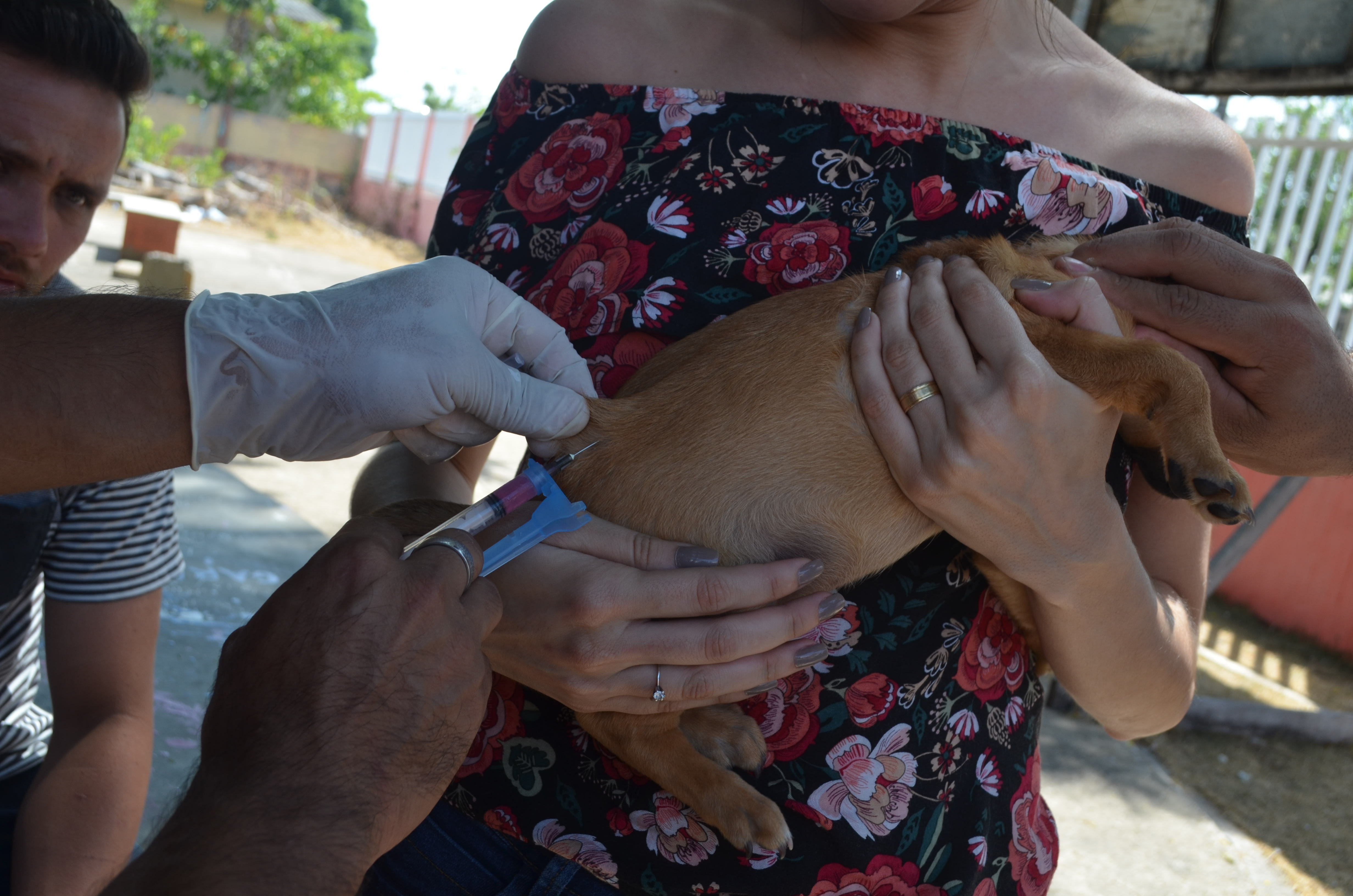 Ação de vacinação canina será realizada neste domingo (21) no Conjunto Macapaba; veja