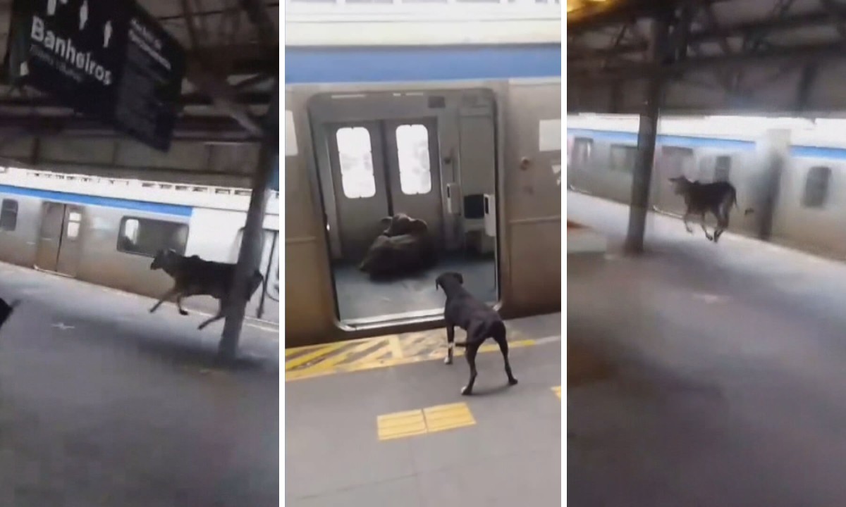 ‘Pega o boi! Ele entrou no trem!’: bezerro invade estação de Japeri e assusta passageiros