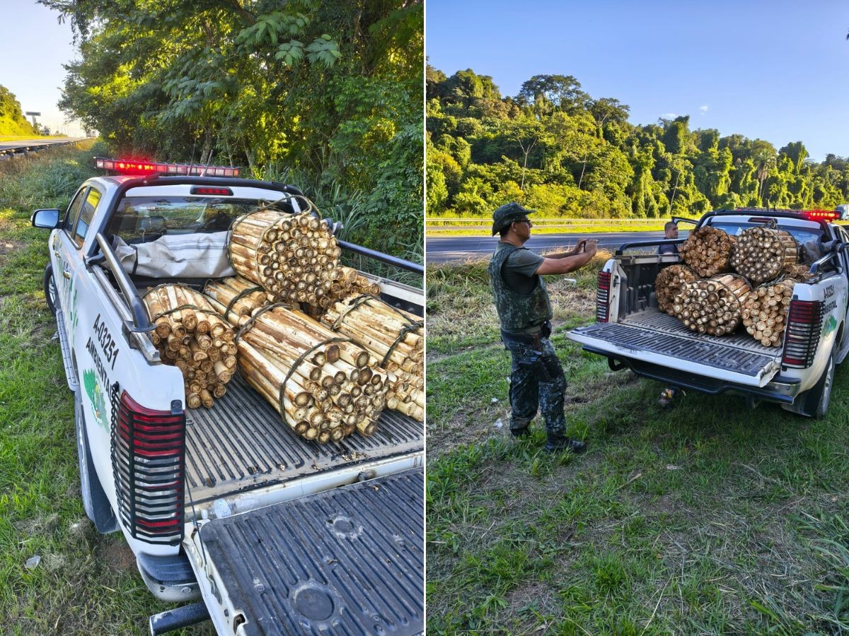 PM Ambiental apreende 330 hastes de palmito no interior de SP; homem é multado em R$ 198 mil