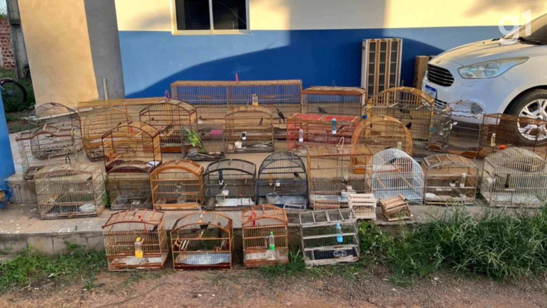 Operação do Ibama apreende 32 aves silvestres em ação contra crimes ambientais no Maranhão