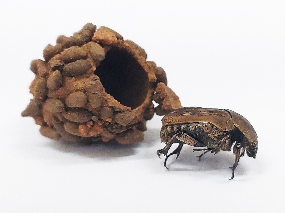 Besouro vive em meio a fezes para proteger suas larvas - Instituto Butantan