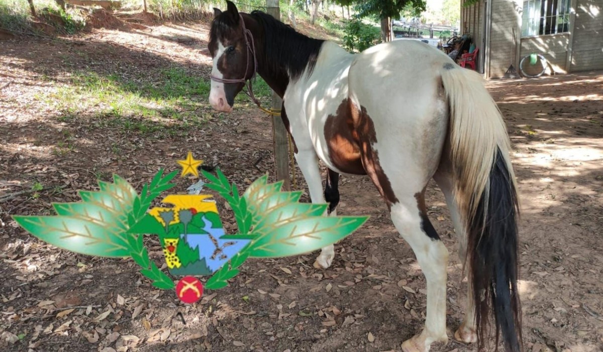 Homem que puxou cavalo amarrado a carro em movimento no interior de SP é identificado e multado em R$ 3 mil