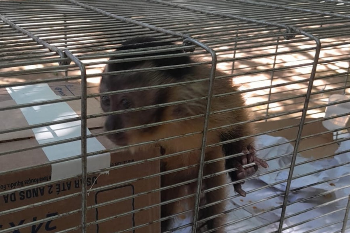 Macacos aparecem mortos em parque de MT; suspeita é de envenenamento